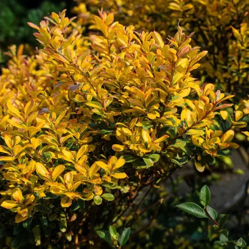 Ostrokrzew japoński ‘Golden Gem’