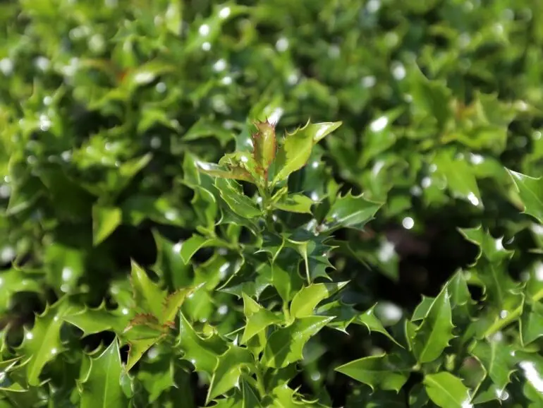 Ostrokrzew kolczasty ‘Alaska’