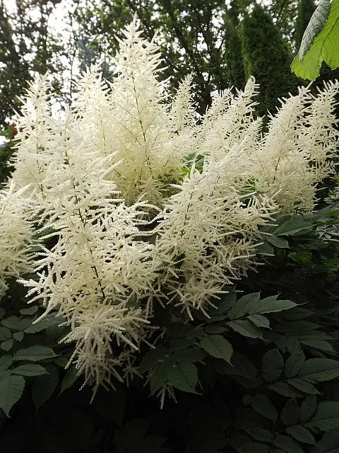 Parzydło leśne (Aruncus dioicus) – do większej donicy.