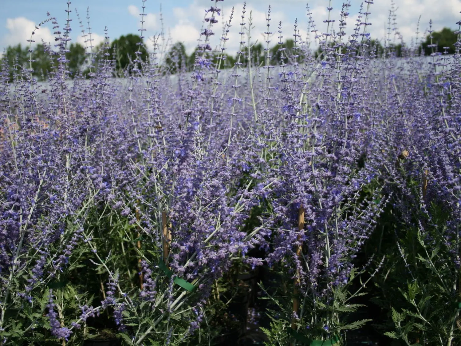 Perowskia łobodolistna (Perovskia atriplicifolia) – półkrzew, słońce i żwir.