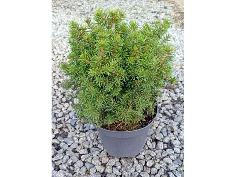 Picea abies ‘Dans Dwarf’ – karłowy świerk pospolity.