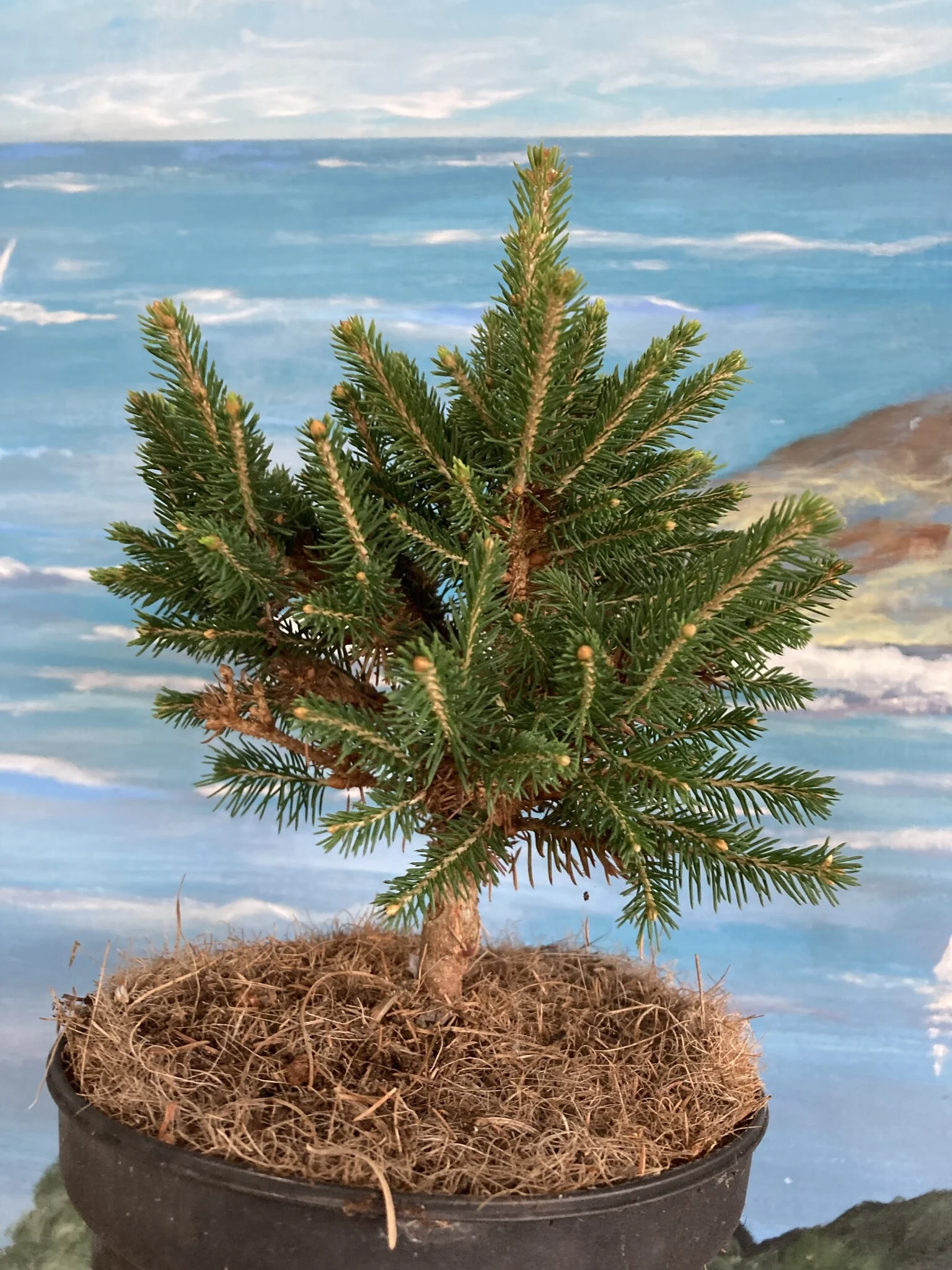 Picea abies ‘Kral’ – bardzo zwarty.