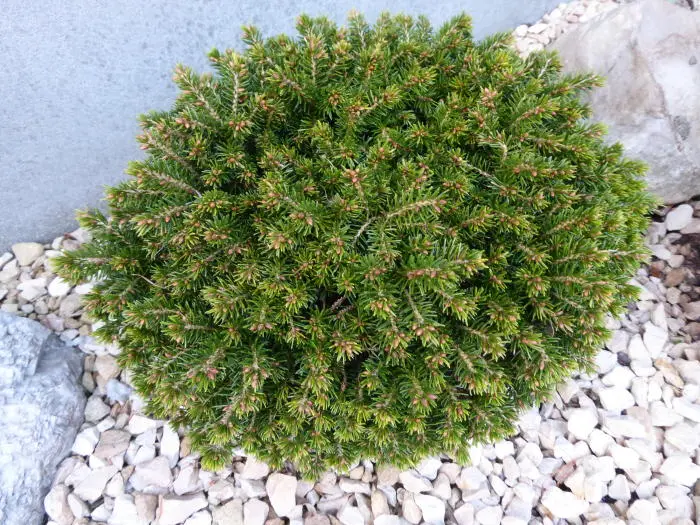 Picea abies ‘Van Bemmels Dwarf’ – poduszkowy pokrój.
