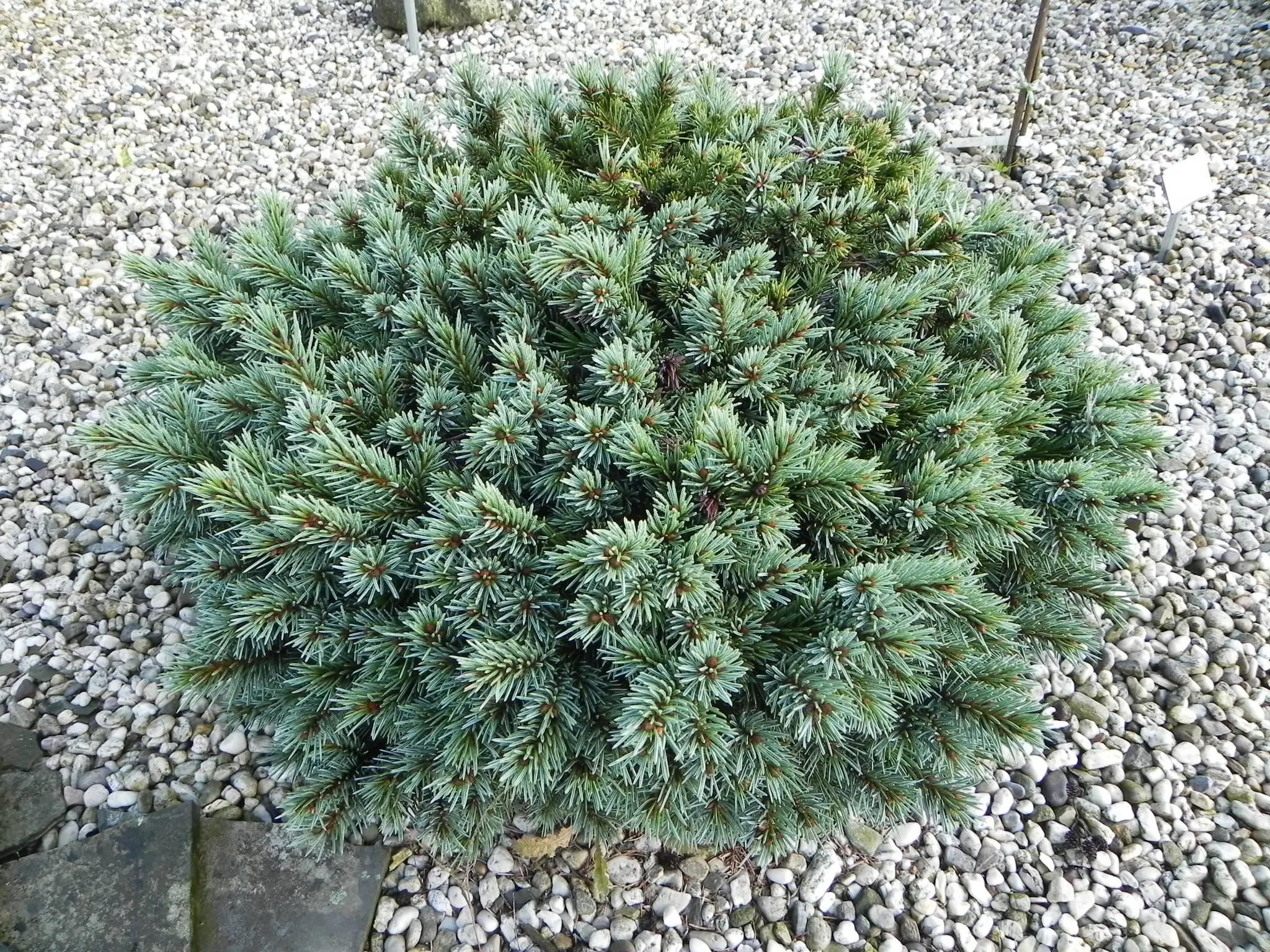 Picea engelmannii ‘Jasper’ – srebrzyste igły, wolny wzrost.