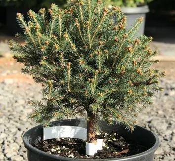 Picea engelmannii ‘Stanley Mountain’ – zwarty habitus.
