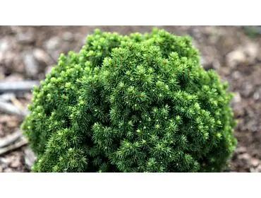 Picea engelmannii ‘Thomschke’ – kompakt.