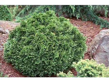 Picea glauca ‘Compacta Dwarf Tip’ – zwarta, powolna.