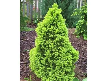 Picea glauca ‘Stanley Pygmy’ – miniaturowa, gęsta.