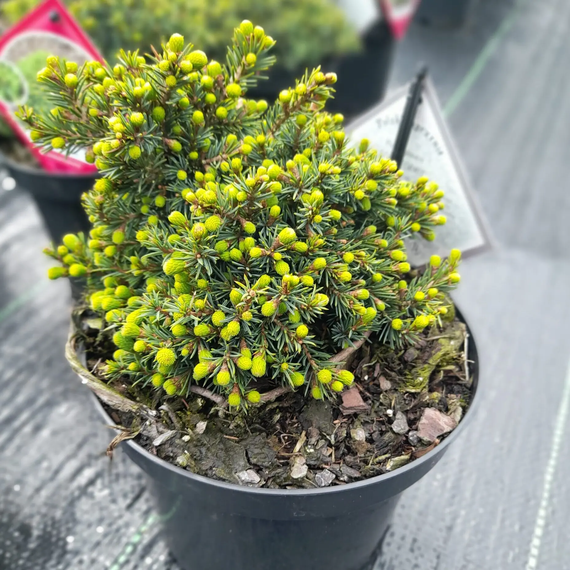 Picea glauca ‘Cy’s Wonder’ – karłowa odmiana białego świerka.