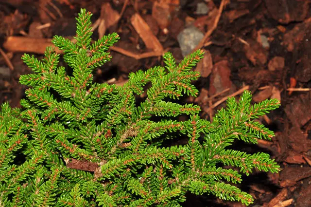 Picea orientalis ‘Juwel’ – ciemnozielona, drobnoigielna.