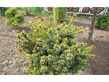 Picea orientalis ‘Mount Vernon’ – karłowa, gęsta.