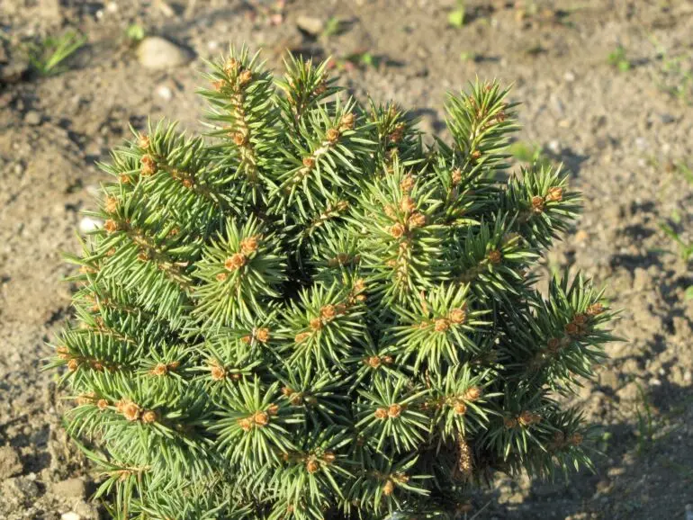 Picea pungens ‘Puli’ – przewieszająca, efektowna na pniu.