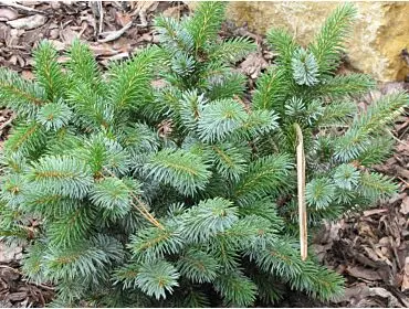 Picea sitchensis ‘Glenmasson’ – miniaturowa sitkajka.