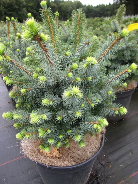 Picea sitchensis ‘Midget’ – bardzo karłowa.