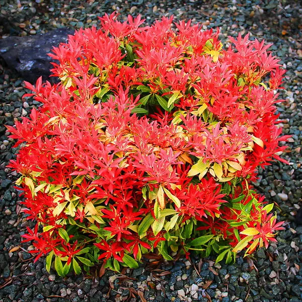 Pieris japoński ‘Forest Flame’
