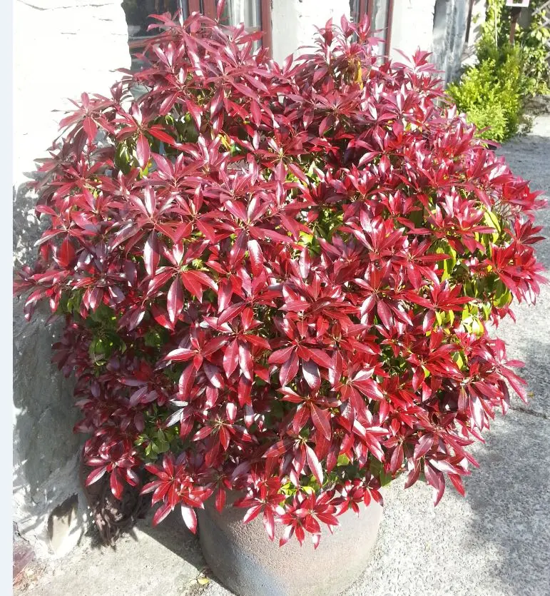 Pieris japoński ‘Katsura’