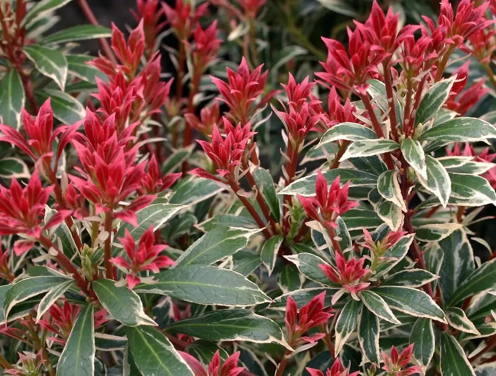 Pieris japoński ‘Little Heath’