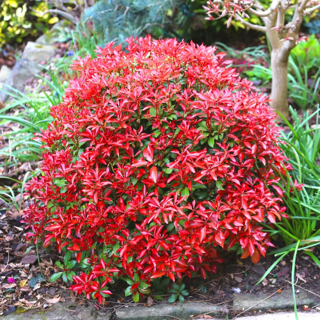Pieris japoński ‘Mountain Fire’