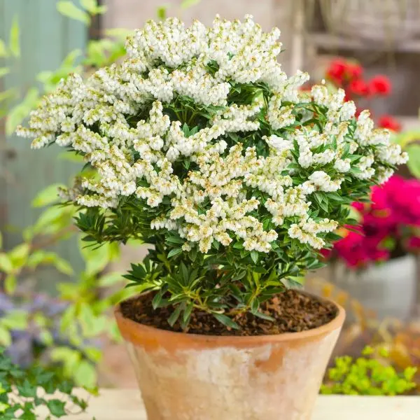 Pieris japoński ‘Prelude’