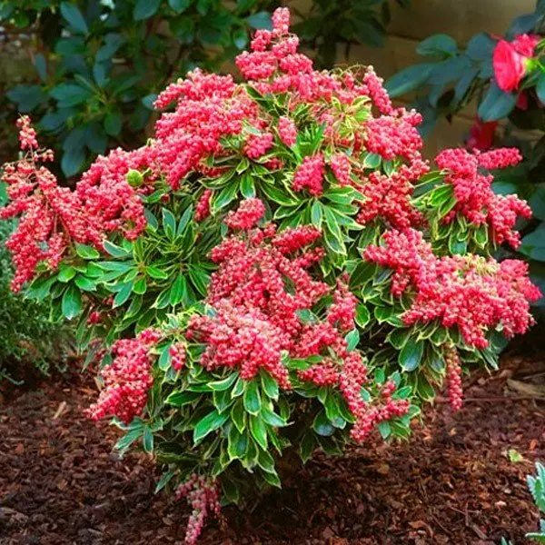 Pieris japoński ‘Valley Valentine’