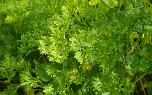 Pietruszka zwyczajna (Petroselinum crispum) – dwuletnia, dobrze zimuje w większej donicy.