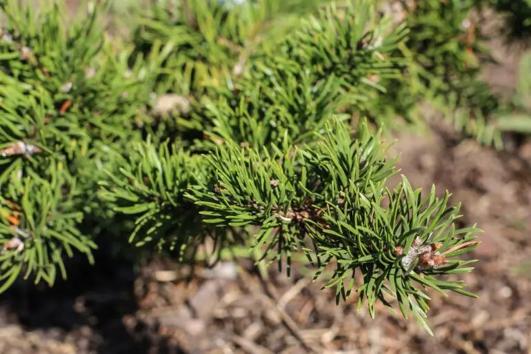 Pinus banksiana ‘Repens’ – przewieszający pokrój.
