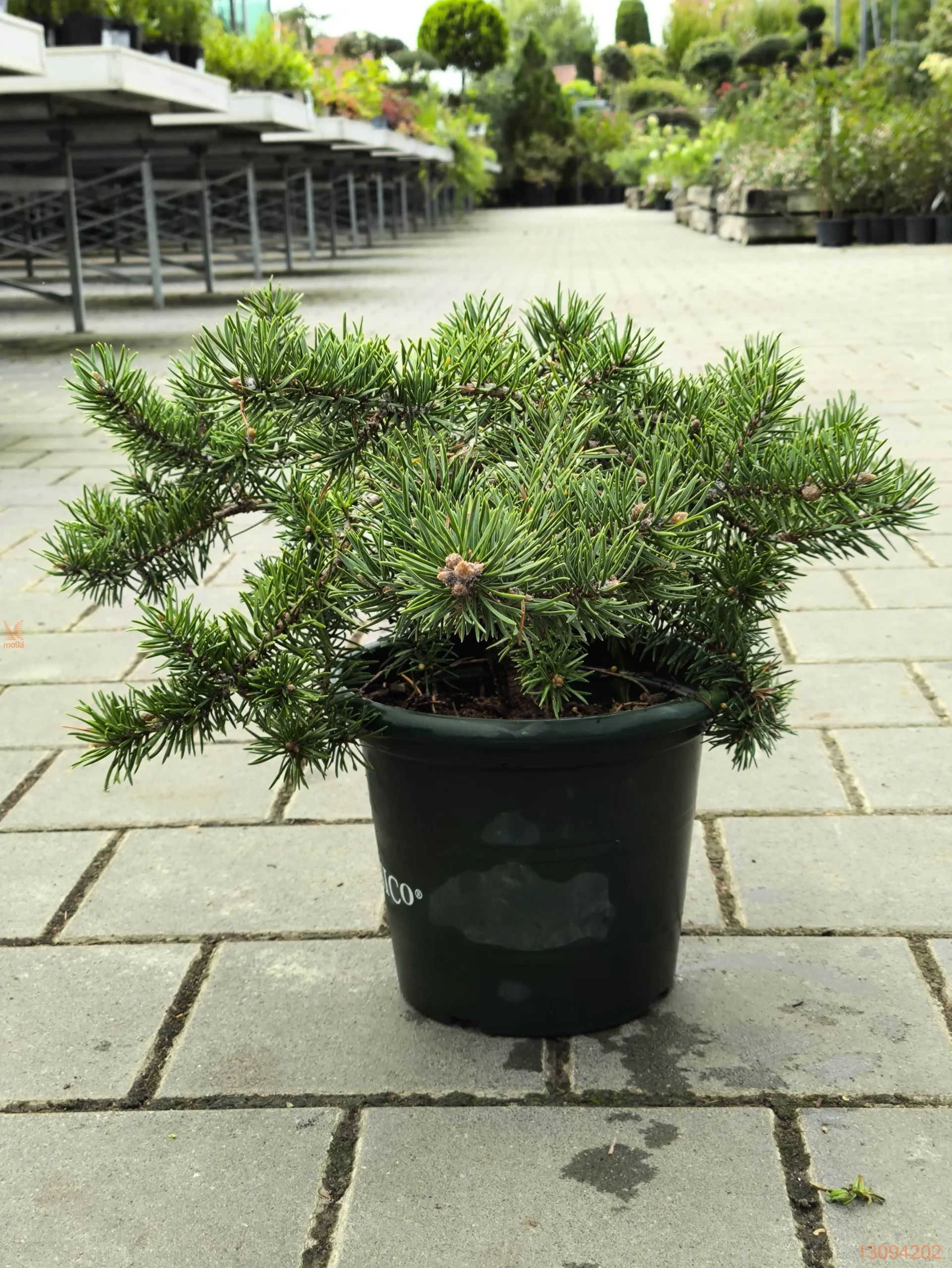 Pinus banksiana ‘Tucker’s Dwarf’ – karłowa (nazwa pliku: Dwar).