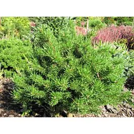 Pinus banksiana ‘Ala’ – bardzo odporna.