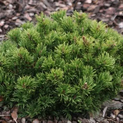 Pinus densiflora × mugo ‘Edsal Wood’ – ciekawa mieszańcowa karłowa.
