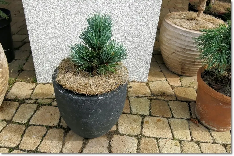 Pinus flexilis ‘Piute’ – kompaktowa forma.