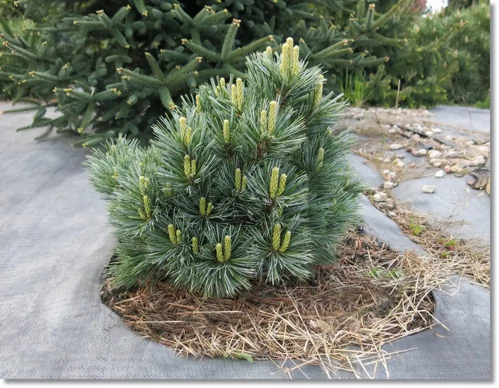 Pinus flexilis ‘Lil Wolf’ – wymaga świetnego drenażu.