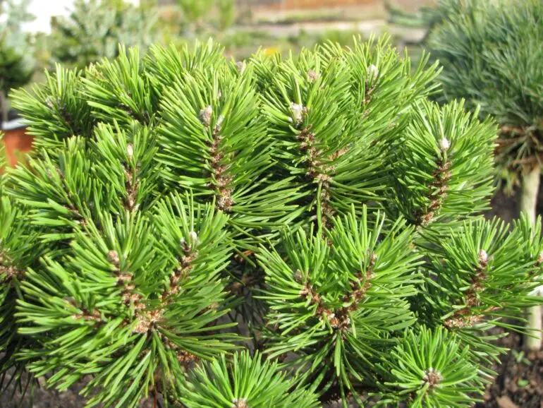 Pinus mugo ‘Hrobecek’ – zwarta kępa.
