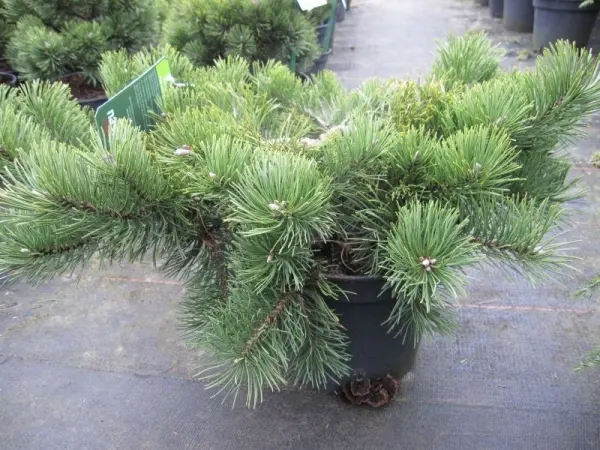 Pinus mugo ‘Krauskopf’ – powolny wzrost.