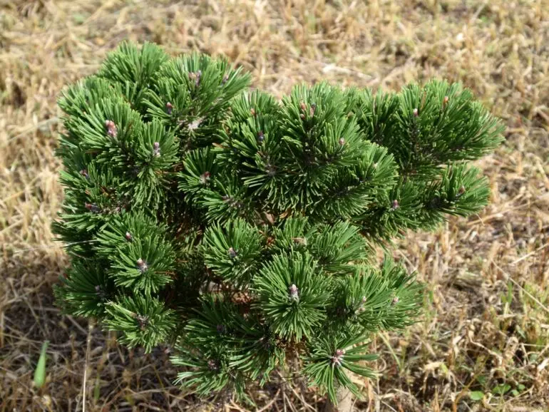 Pinus mugo ‘Green Shadow’ – karłowa kosodrzewina.