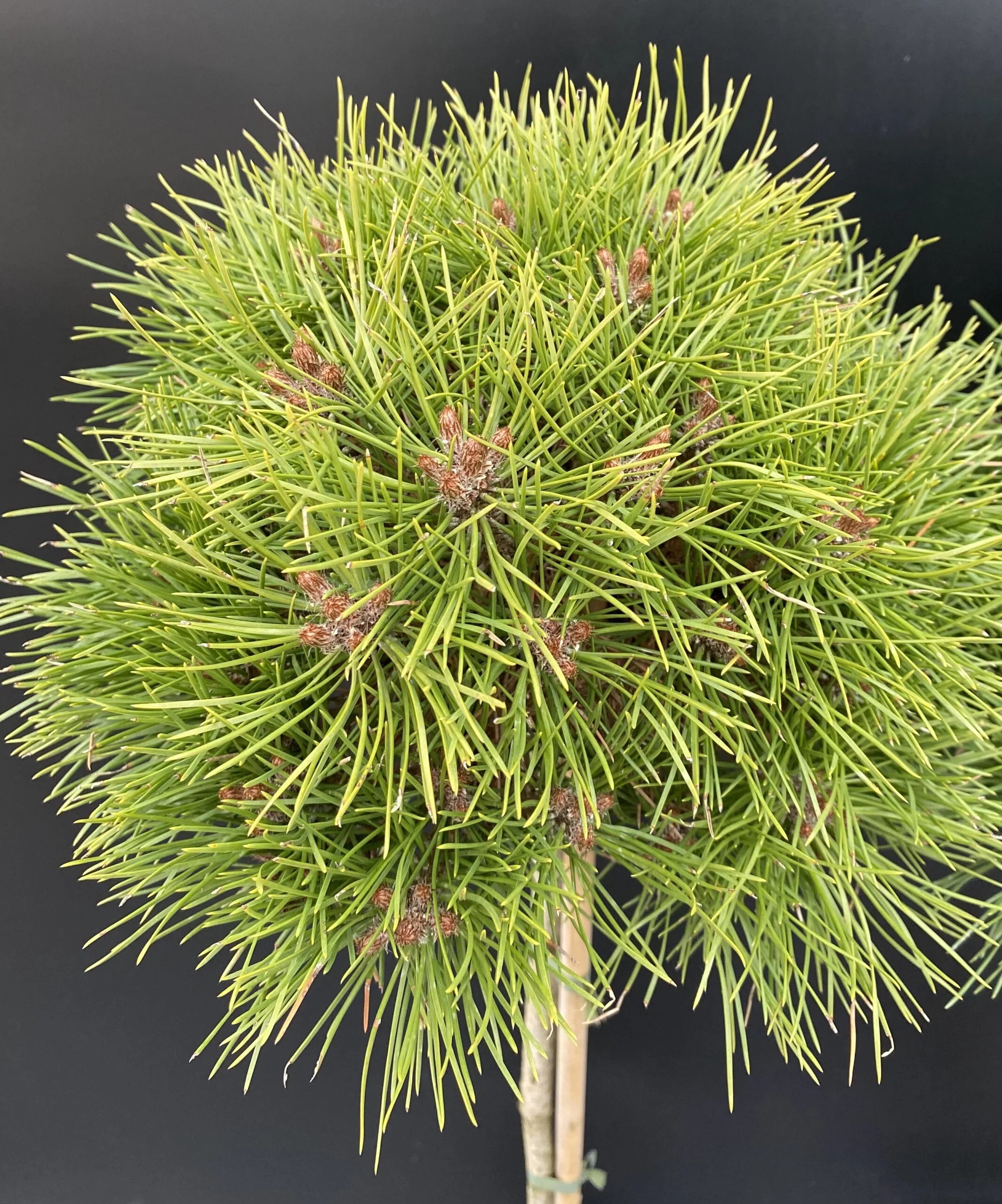 Pinus nigra ‘Bayo’ – zwarta, powolna.