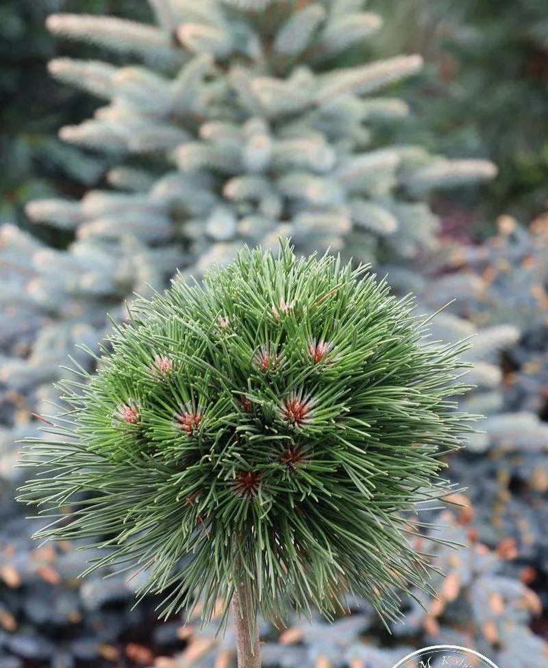Pinus nigra ‘Birte’ – półkulista.