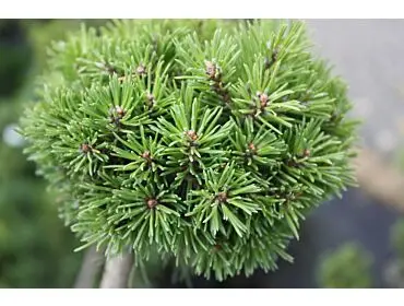 Pinus nigra ‘Velzen’ – stabilna, odporna.