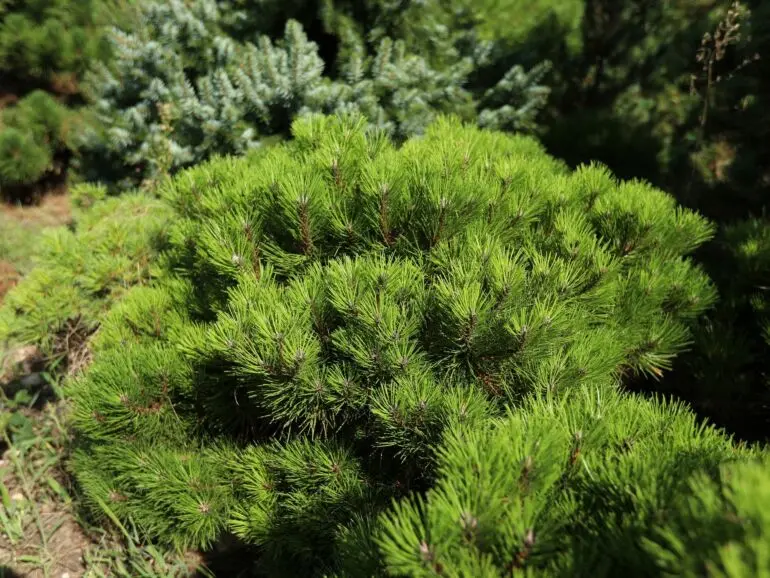 Pinus nigra ‘Mari’ – karłowa czarna sosna.
