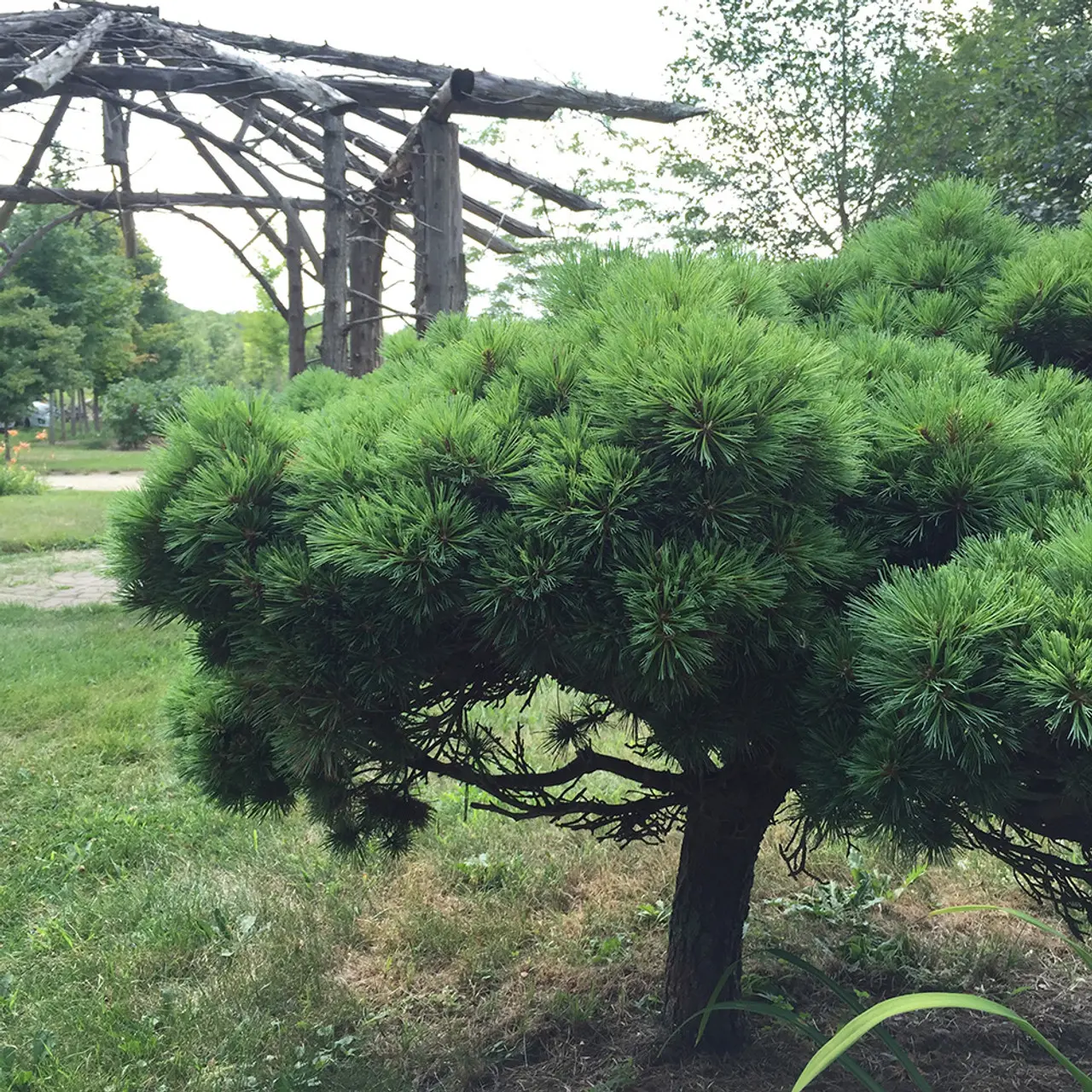 Pinus strobus ‘Horsford’ – gęsta, powolna.