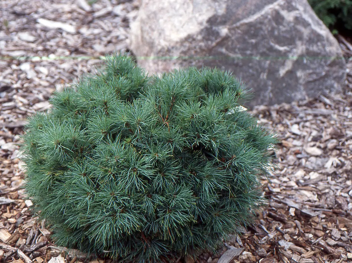 Pinus strobus ‘Sea Urchin’ – bardzo kompaktowa.