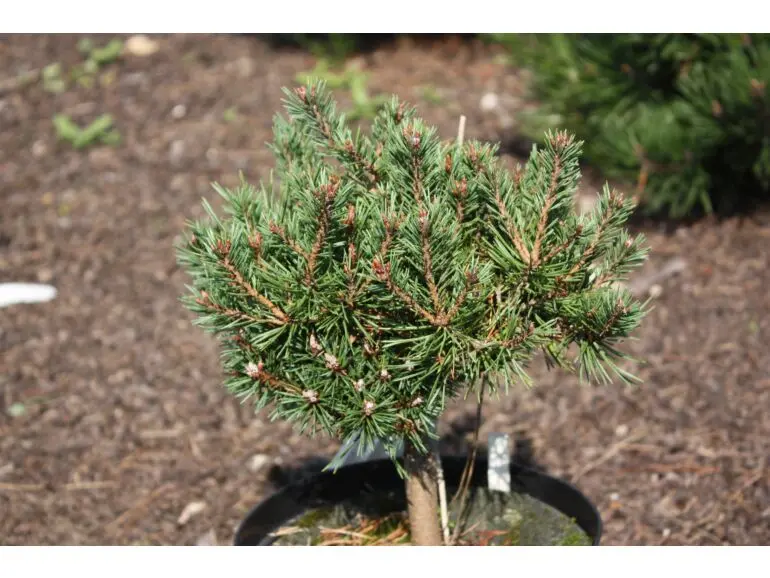 Pinus sylvestris ‘Lang’ – zwarta, półkulista.