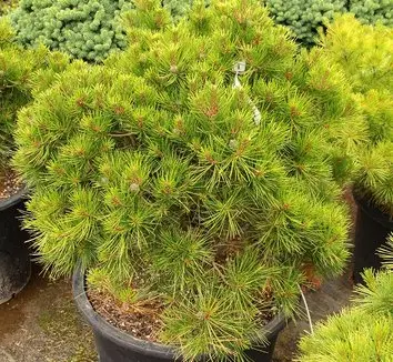 Pinus sylvestris ‘Little Ann’ – miniaturowa.