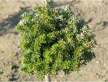 Pinus sylvestris ‘Pepino’ – zagęszczona, karłowa.