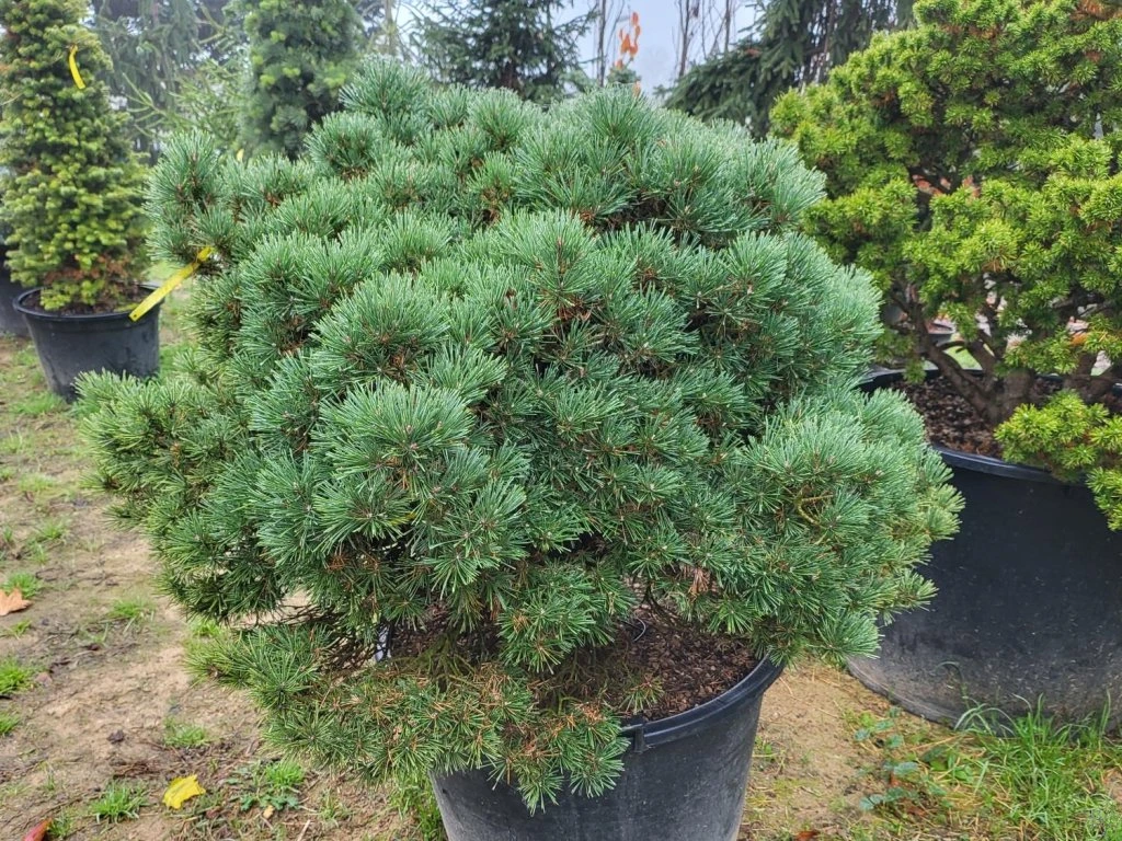 Pinus sylvestris ‘Wittichenau’ – powolny wzrost.