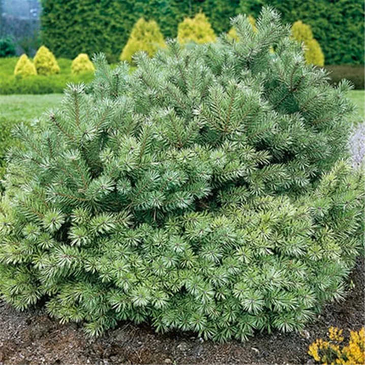 Pinus sylvestris ‘Beuvronensis’ – karłowa sosna zwyczajna.