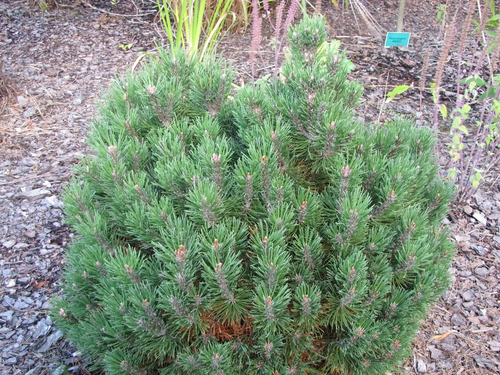 Pinus uncinata ‘Heideperle’ – zwarty dywan.