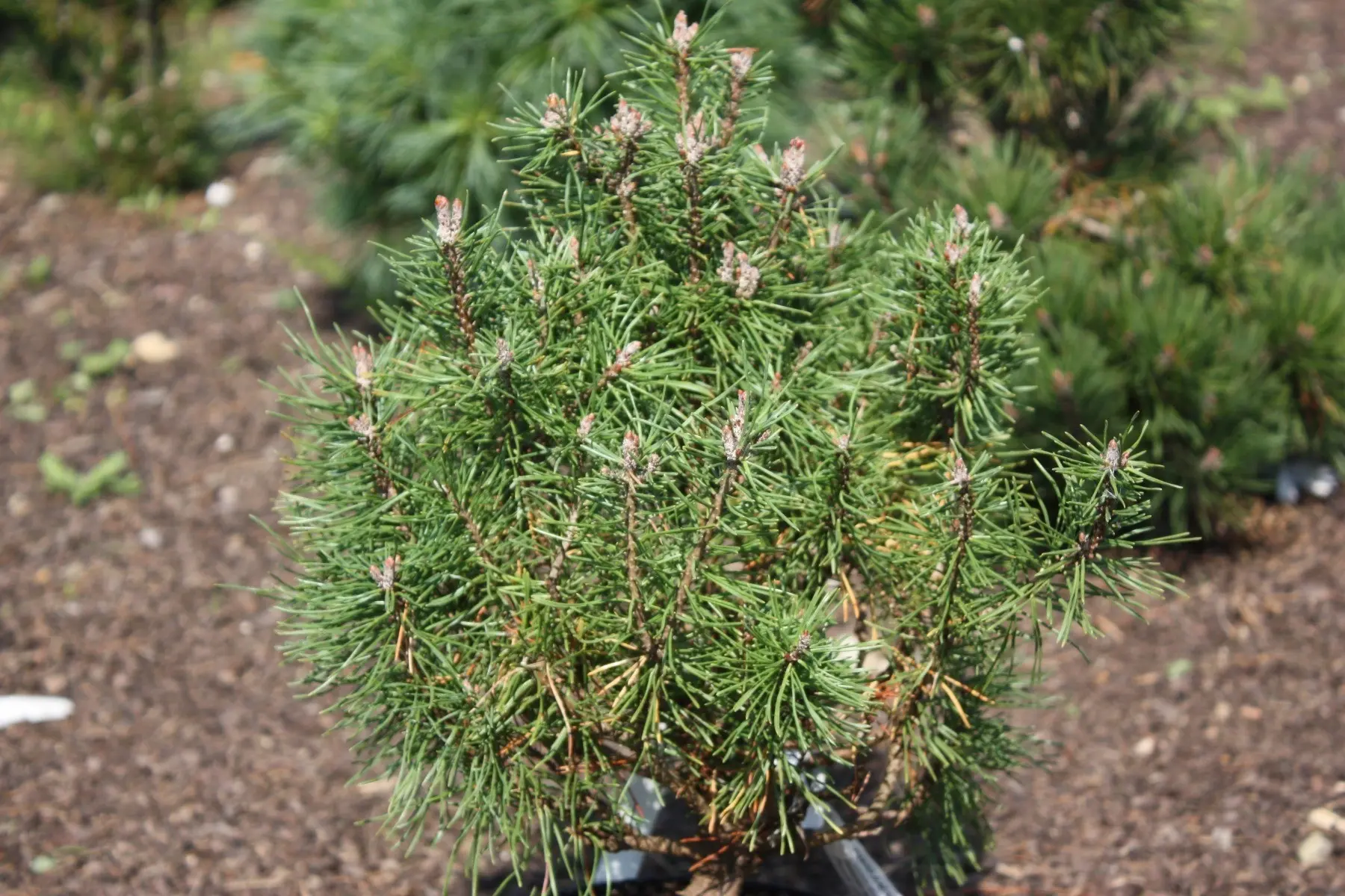 Pinus uncinata ‘Kiara’ – kompakt.