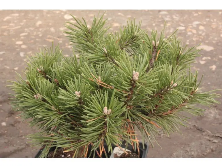 Pinus uncinata ‘Pest’ – niska poduszkowa.