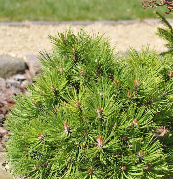 Pinus uncinata ‘Nana’ – bardzo gęsta.