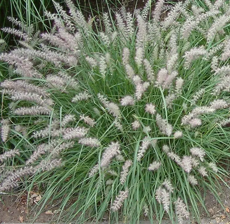 Piórkówka wschodnia